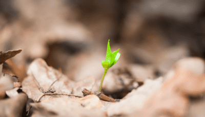 The Growth of ESG and Sustainable Impact Investing